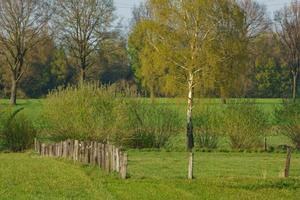 alberi nel westfalia foto