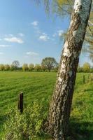 alberi nel westfalia foto