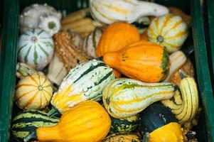 molti zucche nel il giardino foto