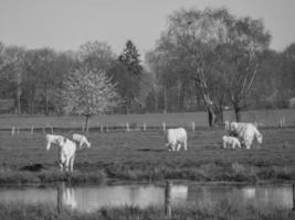 estate tempo nel il Tedesco Münsterland foto