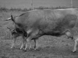 mucche nel muensterland tedesco foto