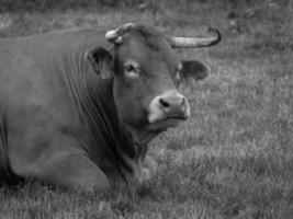 mucche nel muensterland tedesco foto