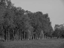 nel il Tedesco Münsterland foto