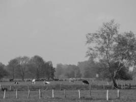 estate tempo nel il Tedesco Münsterland foto