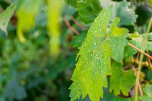 bagnato verde uva foglia vicino su. foto