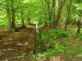 escursioni a piedi nel un' foresta vicino ahaus Germania foto