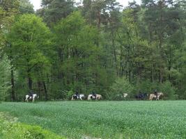 escursioni a piedi nel un' foresta vicino ahaus Germania foto