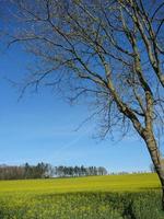 primavera tempo nel il Tedesco baumber foto