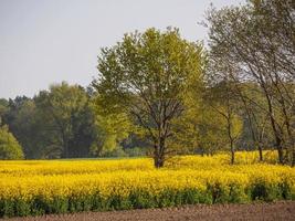 escursioni a piedi vicino reken nel il Tedesco Münsterland foto