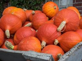 zucche nel un' Tedesco giardino foto