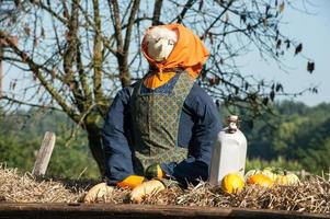 molti zucche nel il giardino foto