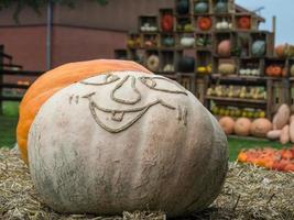 zucche nel un' Tedesco giardino foto