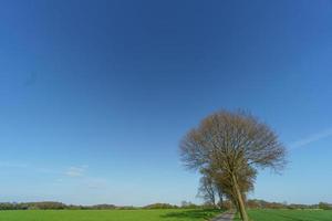 alberi nel westfalia foto