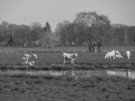 estate tempo nel il Tedesco Münsterland foto