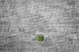 aereo Visualizza di un' solitario verde albero nel il agricolo campo nel nero e bianca dopo raccolto. selettivo colore foto