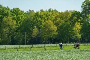 il villaggio di weseke foto