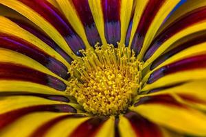 bellezza gazania fiore. sfondo di un' bellezza gazania fiore avvicinamento. tenero fiore. natura foto