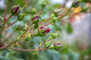 rosso rosa mini cuffie su il ramo nel il giardino. fioritura Rose nel il giardino. floreale sfondo. foto