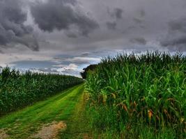 nel il Tedesco Münsterland foto