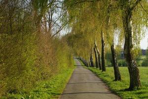 alberi nel westfalia foto