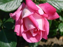 germoglio, fiore di un' rosso varietale rosa su il sfondo di verde erba nel il giardino, molla, estate, foto