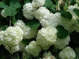 decorativo cespuglio Viburnum con bianca fiori - palla di neve albero nel giardino foto