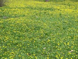 radura con fioritura ranuncolo ficaria verna . primavera foto