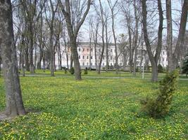 radura con fioritura ranuncolo ficaria verna . primavera foto