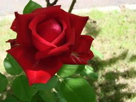 germoglio, fiore di un' rosso varietale rosa su il sfondo di verde erba nel il giardino, molla, estate, vacanza foto