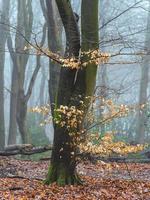 nebbioso giorno nel il foresta nel il Olanda, speulderbos vellutato. foto