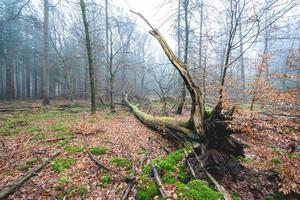 nebbioso giorno nel il foresta nel il Olanda, speulderbos vellutato. foto