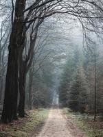 nebbioso giorno nel il foresta nel il Olanda, speulderbos vellutato. foto