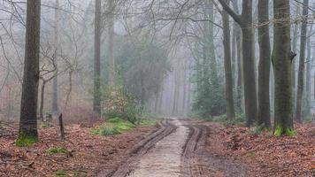 nebbioso giorno nel il foresta nel il Olanda, speulderbos vellutato. foto