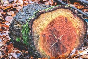 tagliato legna nel il foresta di il Olanda, speulderbos, vellutato. foto