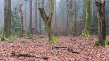 nebbioso giorno nel il foresta nel il Olanda, speulderbos vellutato. foto