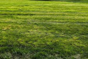 primo piano superficie di erba verde su un prato in una soleggiata giornata estiva. foto