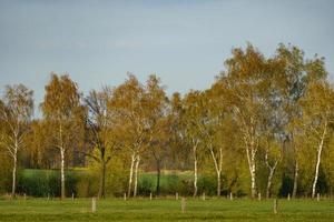 alberi nel westfalia foto