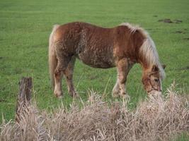 cavallo su un' prato nel westfalia foto