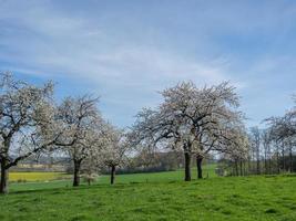 primavera tempo nel il Tedesco baumber foto