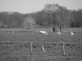 estate tempo nel il Tedesco Münsterland foto