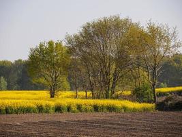 escursioni a piedi vicino reken nel il Tedesco Münsterland foto