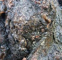 primo piano su una trama di corteccia di albero molto dettagliata in alta risoluzione. foto