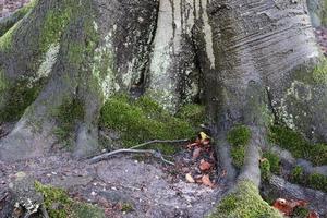 primo piano su una trama di corteccia di albero molto dettagliata in alta risoluzione. foto