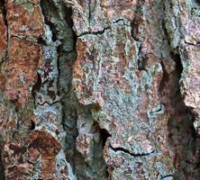 primo piano su una trama di corteccia di albero molto dettagliata in alta risoluzione. foto