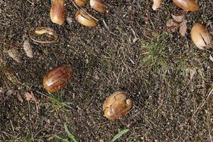 dettagliato vicino su Visualizza su un' foresta terra struttura con muschio e rami foto