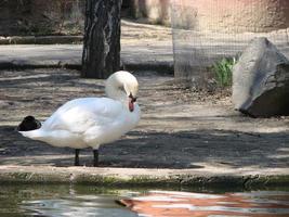 bianca cigno pulisce piume in piedi nel acqua foto