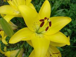 il fiore di un' giallo giglio in crescita nel un' giardino. foto