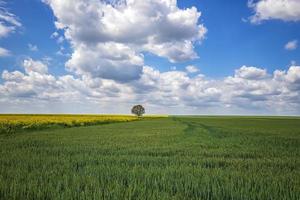 un' bellissimo rurale paesaggio su un' verde Grano campo, fioritura stupro e solo albero foto