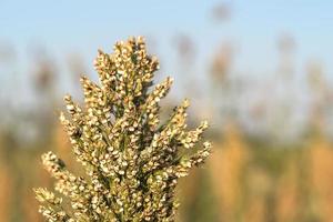 primo piano miglio o sorgo nel campo dei mangimi per il bestiame foto