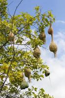 baya tessitore uccello nido ramo su albero foto